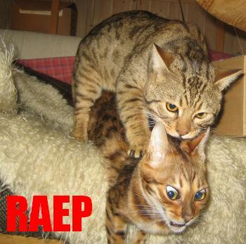 raep-cat.jpg