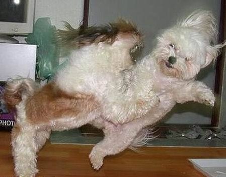 small_dog_fight.jpg