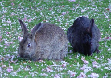 bunny8.jpg