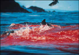 522_shark-blood.jpg