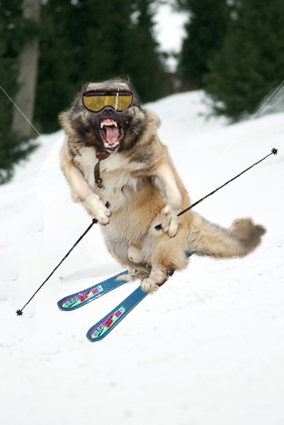 dogski.jpg